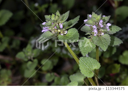 ヒメオドリコソウ ヒメオドリコソウ 113344575