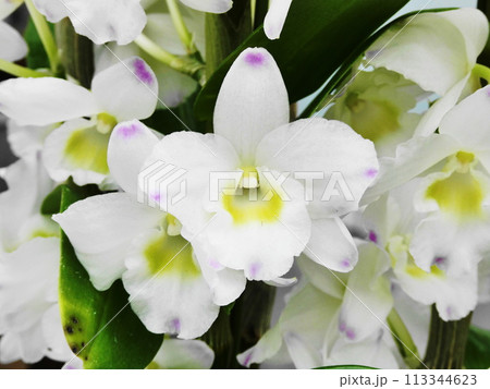 デンドロビウム セカンドラブ_トキメキ Dendrobium デンドロビウム セカンドラブ_トキメキ Dendrobium 113344623