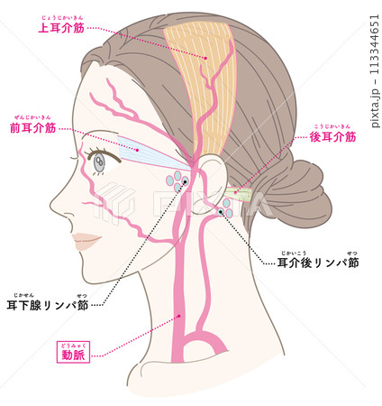 耳介筋　リンパ節　動脈　女性　横顔　名称あり 113344651