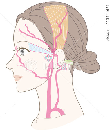 耳介筋 リンパ節 動脈 女性 横顔 名称なしのイラスト素材 [113344674] PIXTA