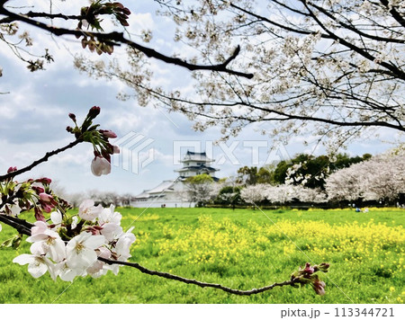 桜と菜の花_関宿城_千葉県野田市 桜と菜の花_関宿城_千葉県野田市 113344721