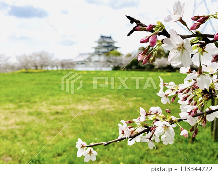 桜と菜の花_関宿城_千葉県野田市 113344722