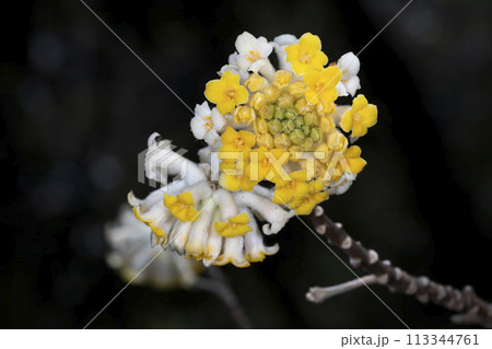 ミツマタの花 ミツマタの花 113344761