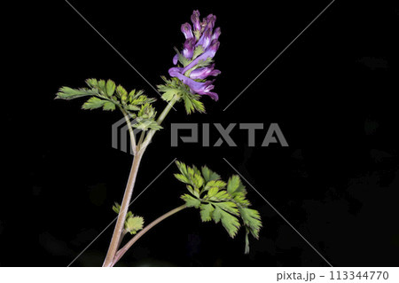 ムラサキケマン 113344770