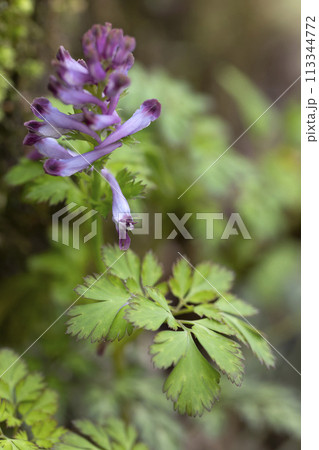 ムラサキケマン 113344772