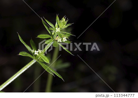 ヤエムグラ 113344777