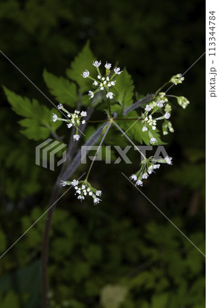 ヤブニンジン ヤブニンジン 113344784