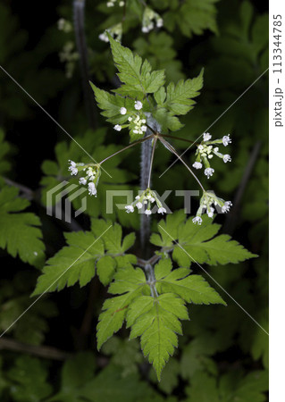 ヤブニンジン ヤブニンジン 113344785