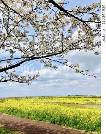 菜の花畑の向こうに広がる青空と桜の木_千葉県野田市_関宿城跡 113344934