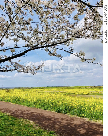 菜の花畑の向こうに広がる青空と桜の木_千葉県野田市_関宿城跡 113344935