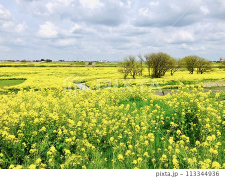 菜の花畑の向こうに広がる青空と桜の木_千葉県野田市_関宿城跡 113344936