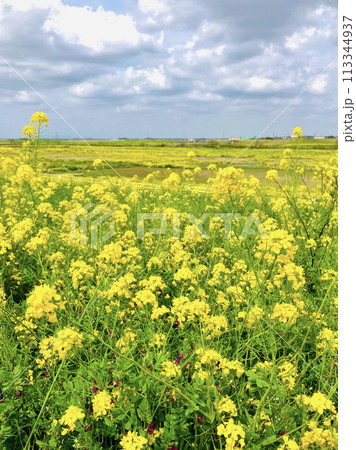 菜の花畑の向こうに広がる青空と桜の木_千葉県野田市_関宿城跡 菜の花畑の向こうに広がる青空と桜の木_千葉県野田市_関宿城跡 113344937