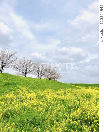 菜の花畑の向こうに広がる青空と桜の木_千葉県野田市_関宿城跡 113344943