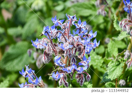 ルリヂシャ 113344952