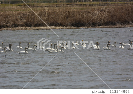 北へ帰る途中の白鳥 113344992