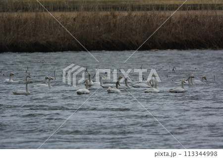 北へ帰る途中の白鳥 北へ帰る途中の白鳥 113344998