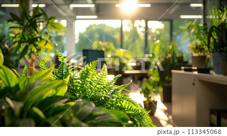 The golden hour sunlight bathes an office full of vibrant green plants, highlighting a serene and productive workspace. 113345068