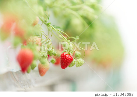 ビニールハウスで栽培された苺の実 113345088