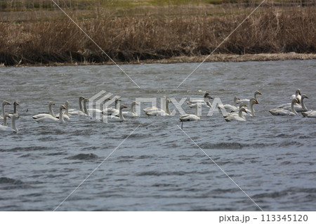 北へ帰る途中の白鳥 113345120