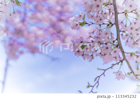 春（ふんわりとした桜） 113345232
