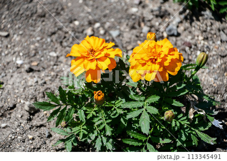 マリーゴールド 113345491