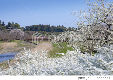 桜の花の千波湖公園と好文亭 113345671