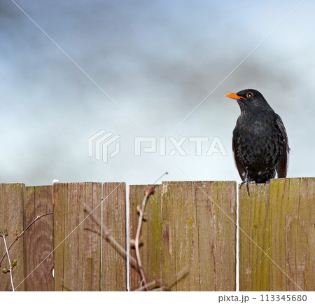 Black bird, outdoors and outside on wooden fence, avian and wild animal in natural environment. Common species, dark and native to northern hemisphere, wilderness and birdwatching or birding Black bird, outdoors and outside on wooden fence, avian and wild animal in natural environment. Common species, dark and native to northern hemisphere, wilderness and birdwatching or birding 113345680
