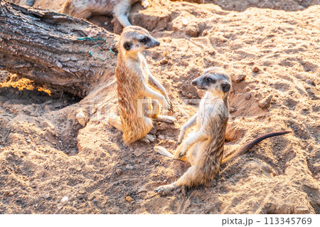 A group of cute meerkats. Meerkat Family are sunbathing. A group of cute meerkats. Meerkat Family are sunbathing. 113345769