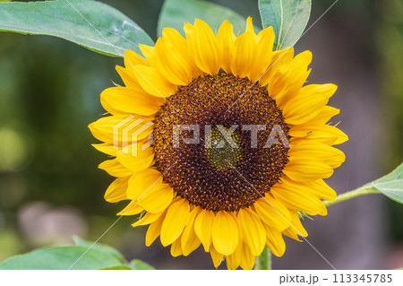 Close-up on the head of sunflower blooming, textures of stamens Close-up on the head of sunflower blooming, textures of stamens 113345785