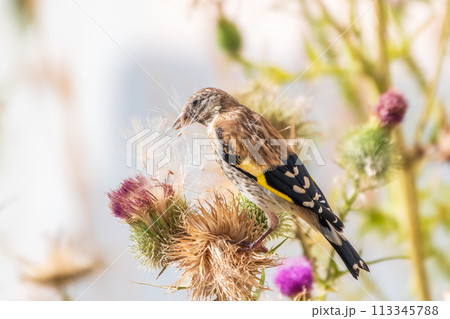 European goldfinch with juvenile plumage, feeding on the seeds of thistles. Carduelis carduelis. European goldfinch with juvenile plumage, feeding on the seeds of thistles. Carduelis carduelis. 113345788