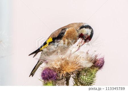 European goldfinch, feeding on the seeds of thistles. Carduelis carduelis. European goldfinch, feeding on the seeds of thistles. Carduelis carduelis. 113345789