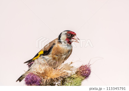 European goldfinch, feeding on the seeds of thistles. Carduelis carduelis. 113345791