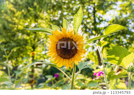 Setting sun over field of blooming sunflowers. Bright photo of sunflowers in bloom and rays of sun right behind them Setting sun over field of blooming sunflowers. Bright photo of sunflowers in bloom and rays of sun right behind them 113345793