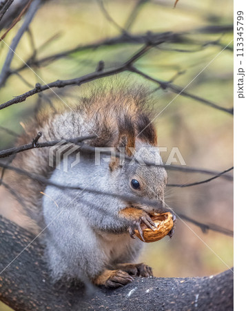 The squirrel with nut sits on tree in the autumn. Eurasian red squirrel, Sciurus vulgaris. The squirrel with nut sits on tree in the autumn. Eurasian red squirrel, Sciurus vulgaris. 113345799