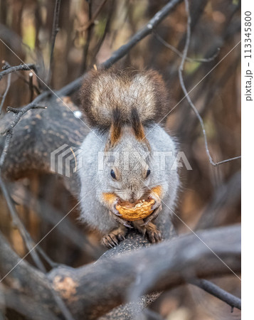 The squirrel with nut sits on tree in the autumn. Eurasian red squirrel, Sciurus vulgaris. The squirrel with nut sits on tree in the autumn. Eurasian red squirrel, Sciurus vulgaris. 113345800