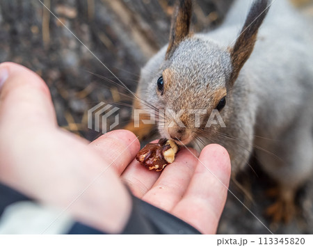 A squirrel in the autumn eats nuts from a human hand. Eurasian red squirrel, Sciurus vulgaris A squirrel in the autumn eats nuts from a human hand. Eurasian red squirrel, Sciurus vulgaris 113345820