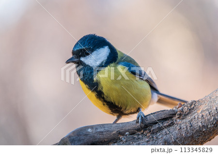 Cute bird Great tit, songbird sitting on the branch with blurred background Cute bird Great tit, songbird sitting on the branch with blurred background 113345829