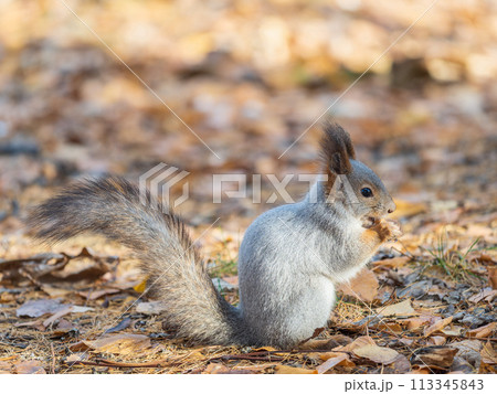 Autumn squirrel with nut sits on green grass with fallen yellow leaves 113345843