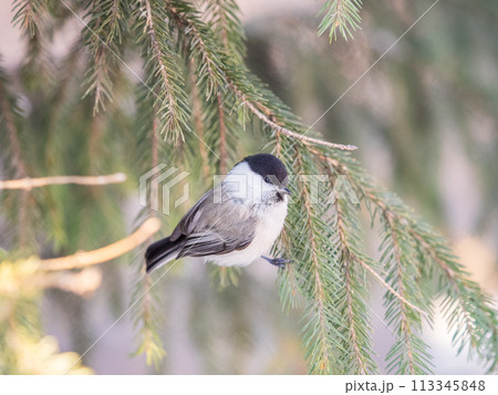 Cute bird the willow tit, song bird sitting on the fir branch Cute bird the willow tit, song bird sitting on the fir branch 113345848