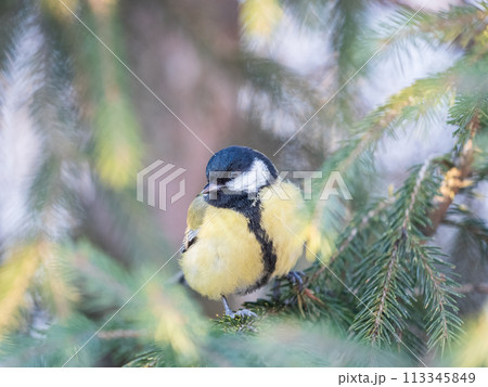 Cute bird Great tit, songbird sitting on the nice branch with beautiful autumn background 113345849