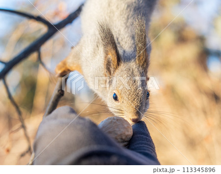Squirrel eats nuts from a man's hand. Caring for animals in winter or autumn. Squirrel eats nuts from a man's hand. Caring for animals in winter or autumn. 113345896