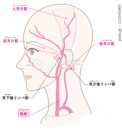 耳介筋　リンパ節　動脈　女性　横顔　髪型なし　名称あり 113345965