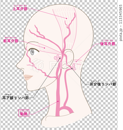 耳介筋　リンパ節　動脈　女性　横顔　髪型なし　名称あり 113345965
