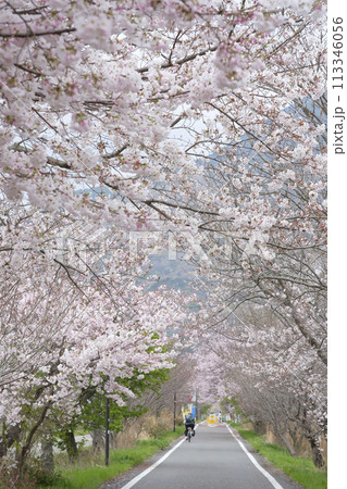 筑波サイクリングロードと桜並木 筑波サイクリングロードと桜並木 113346056