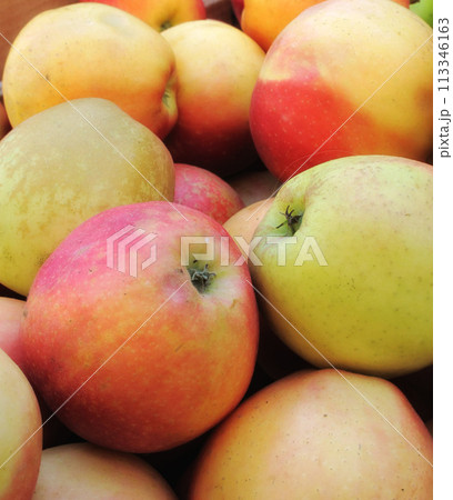 Healthy, bunch and natural apples from agriculture, above and fruit for nutrition, eating and harvest. Organic, fruits and food from growth of plants with vitamin C for vegetarian or vegan from farm Healthy, bunch and natural apples from agriculture, above and fruit for nutrition, eating and harvest. Organic, fruits and food from growth of plants with vitamin C for vegetarian or vegan from farm 113346163