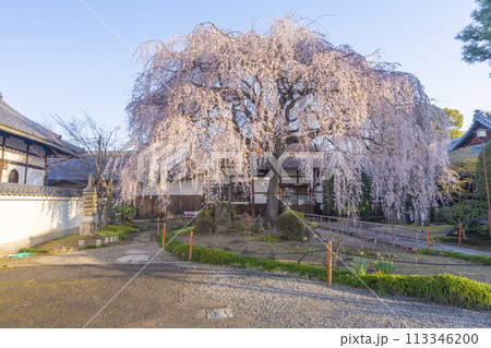 春の京都 本満寺のしだれ桜 春の京都 本満寺のしだれ桜 113346200