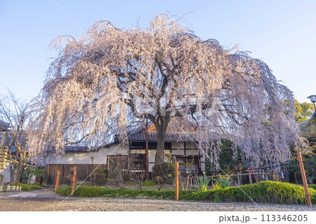 春の京都　本満寺のしだれ桜 113346205