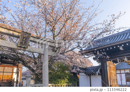 春の京都　本満寺　山門と桜 113346222
