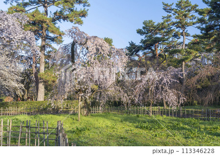京都御苑 近衛邸跡のしだれ桜(糸桜) 京都御苑 近衛邸跡のしだれ桜(糸桜) 113346228