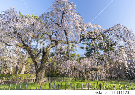 京都御苑 近衛邸跡のしだれ桜(糸桜) 京都御苑 近衛邸跡のしだれ桜(糸桜) 113346230